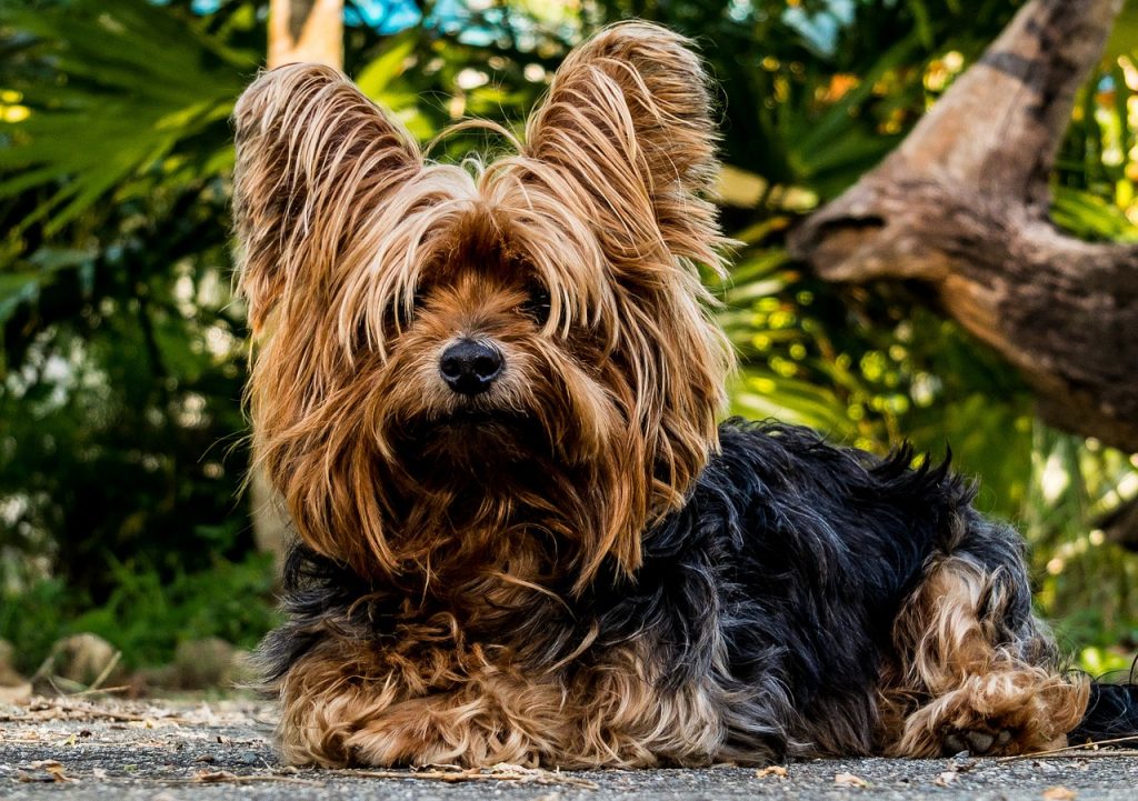 Yorkshire Terrier Dog Clothes