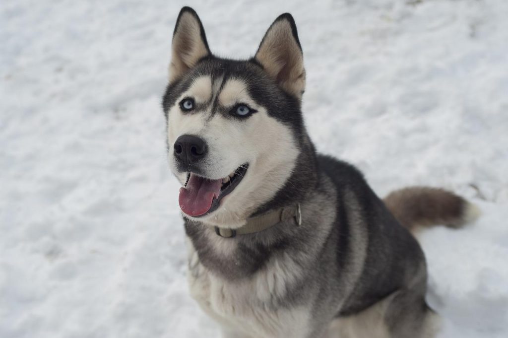 Dog Clothes For Siberian Huskies