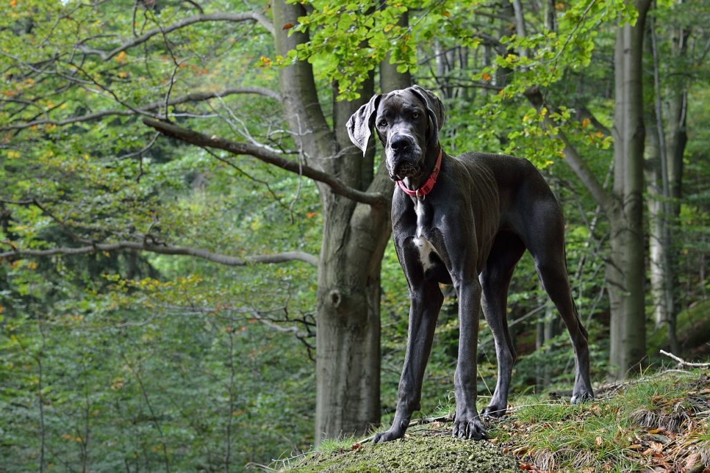 Dog Clothes For Great Danes