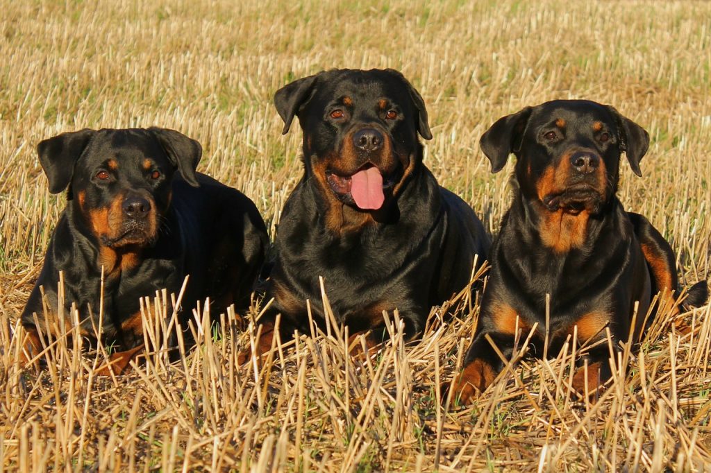 Dog Clothes For Rottweilers