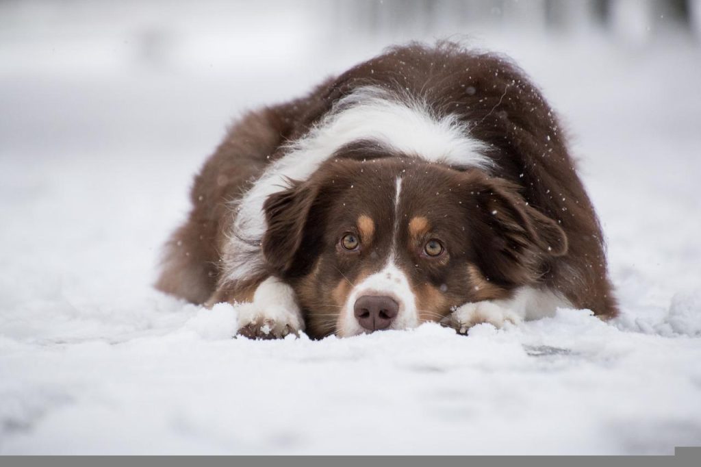 Dog Clothes For Australian Shepherd