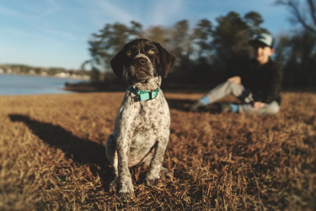 Dog Clothes For German Shorthaired Pointers