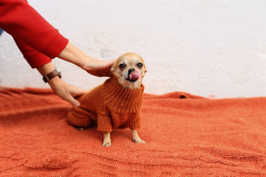 chihuahua winter clothes