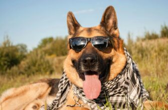 Clothing for German Shepherds