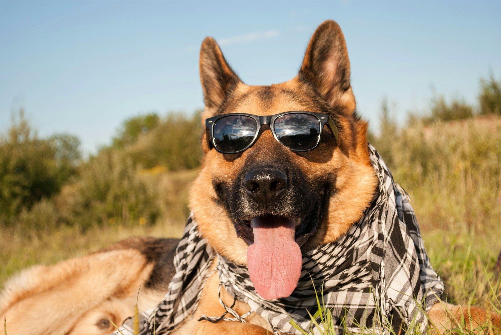 Dog Clothes for German Shepherds: How to Choose and Fit Them 1 Clothing for German Shepherds