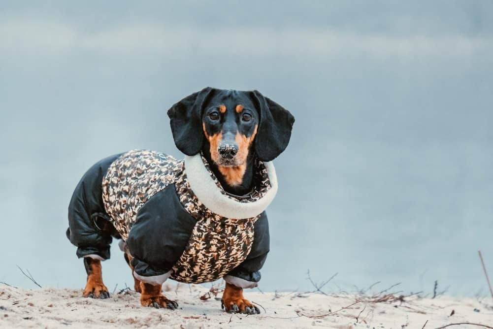 dachshund coats and sweaters
