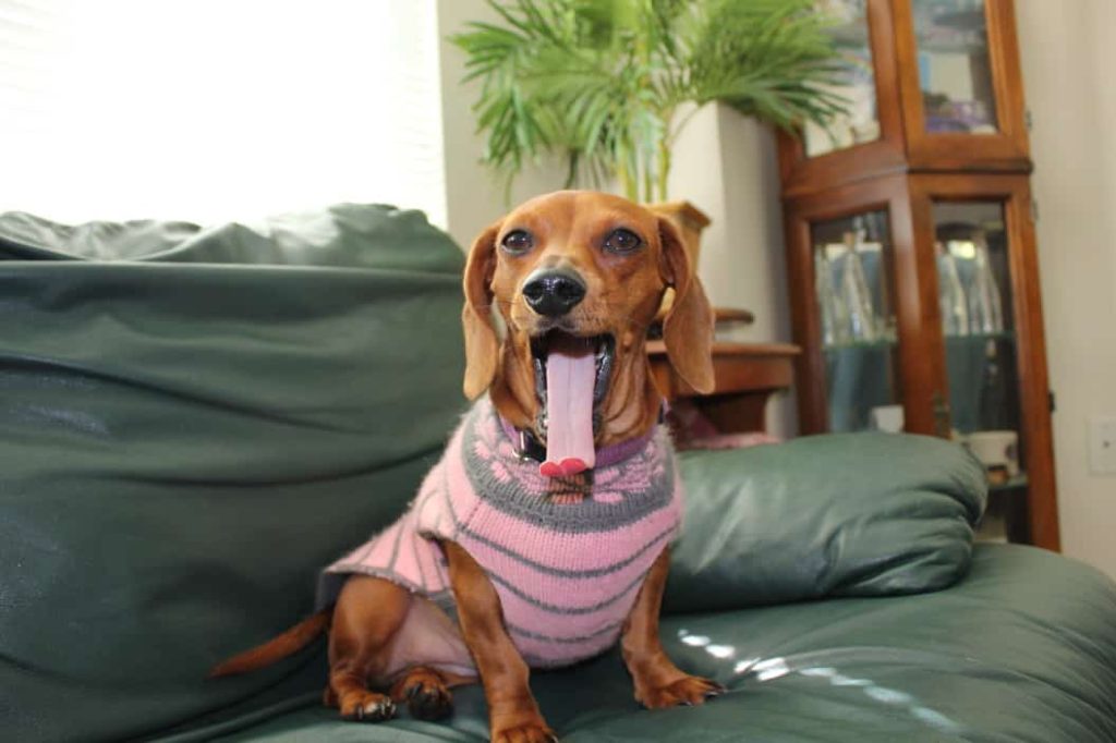 dachshund sweaters for dogs