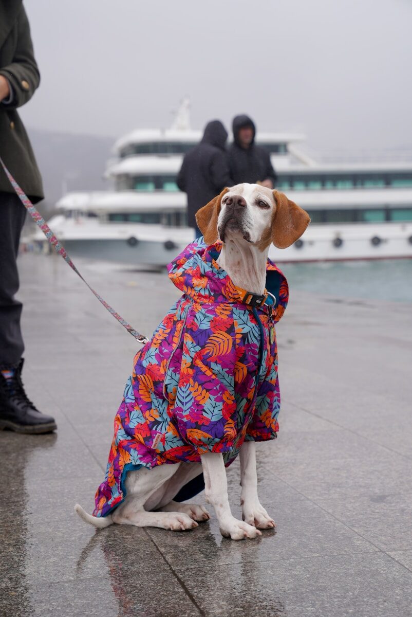 Dog Clothes for Beagle