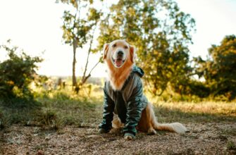 Dog Clothes for Golden Retrievers