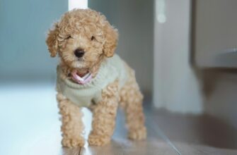 Dog Clothes For Poodles
