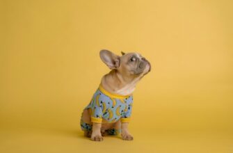 French Bulldog Clothes