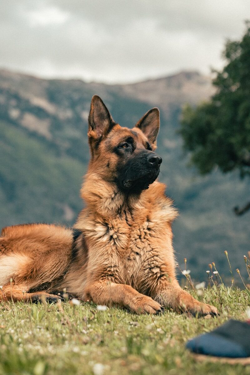 Dog Clothes for German Shepherds: How to Choose and Fit Them 2 German Shepherd Dog Clothes
