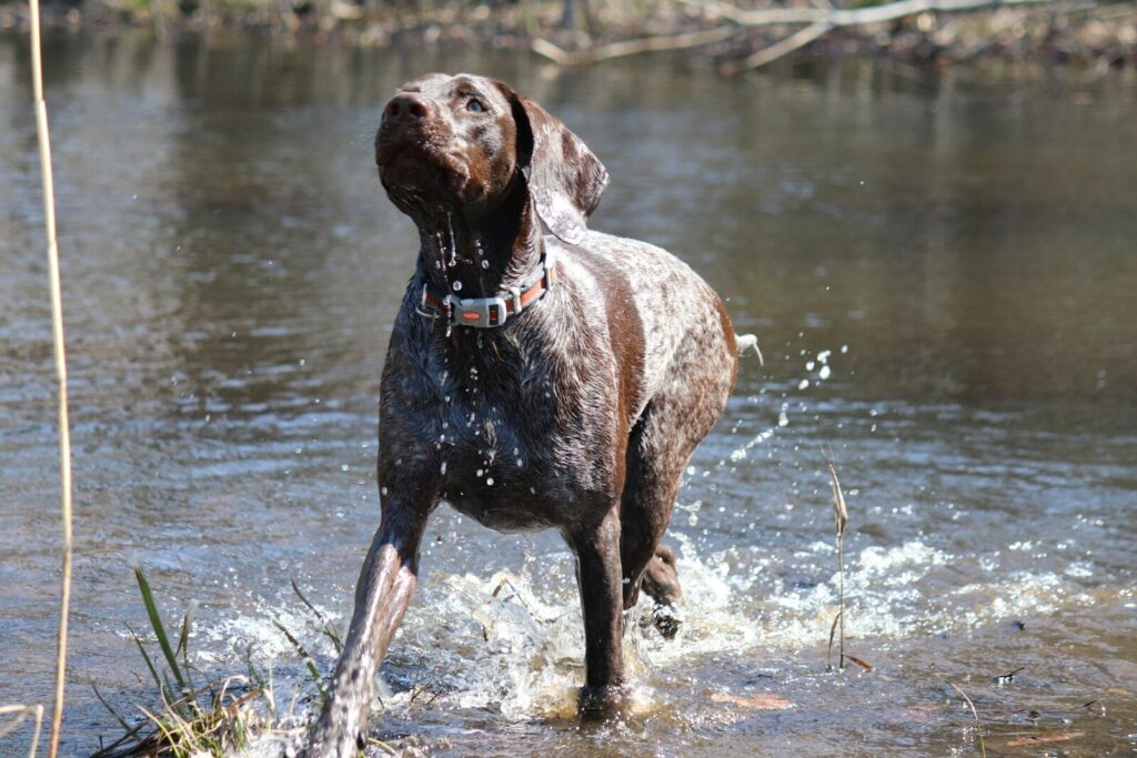 Dog Clothes for German Shorthaired Pointers: A Breed-Specific Sizing and Selection Guide 2 German Shorthaired Pointer Dog Clothes