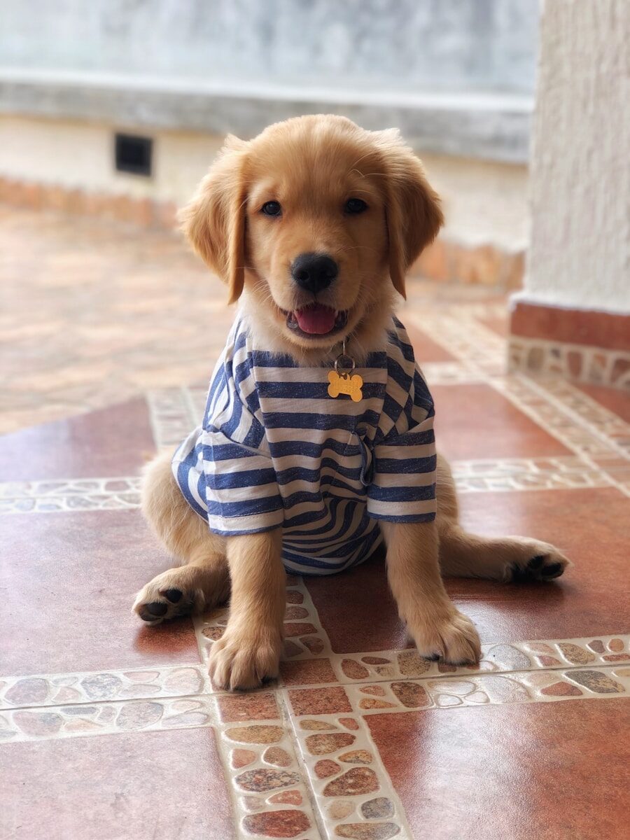 Golden Retriever Dog Clothes