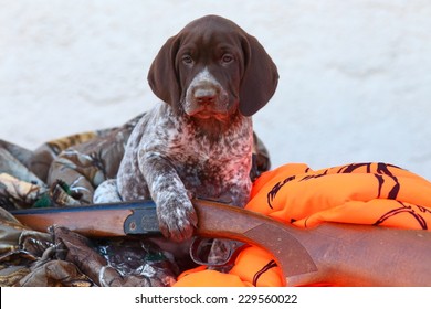 German Shorthaired Pointer Dog Clothes