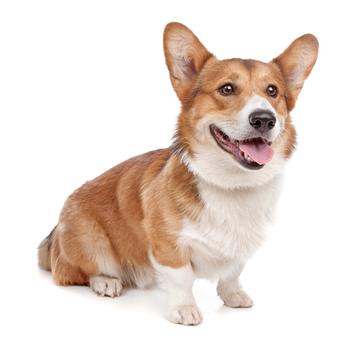 Pembroke Welsh Corgi Dog Clothes