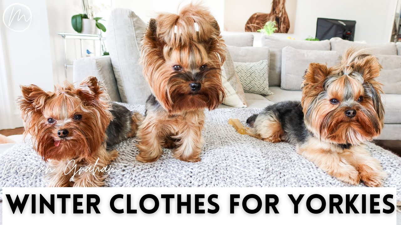 Yorkshire Terrier Dog Clothes
